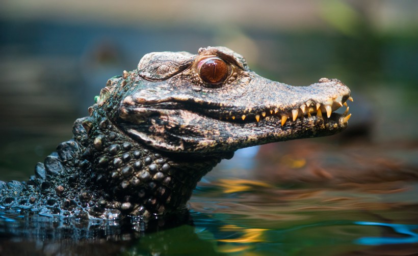 Cuvier's dwarf caiman with its head out of the water