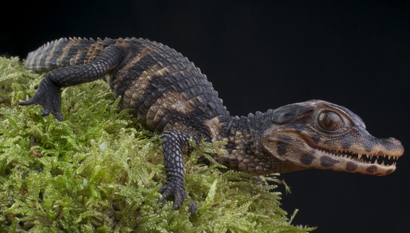 Newborn cuvier's dwarf caiman