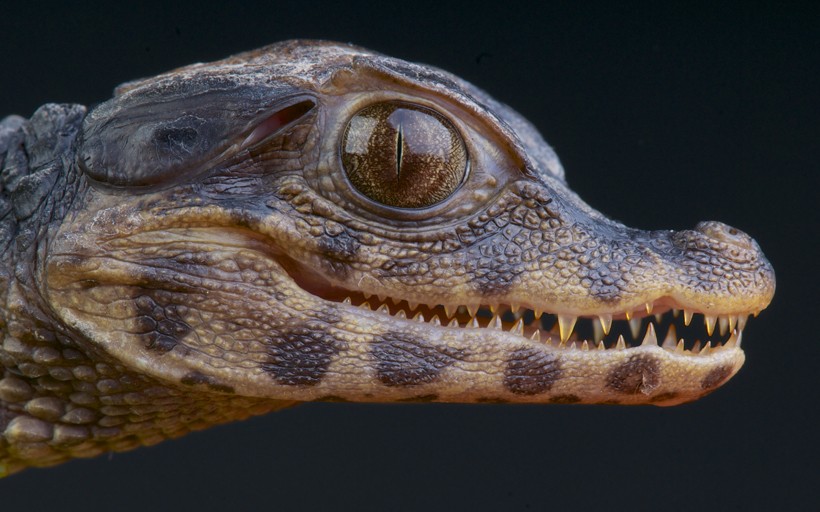 Closeup head newborn cuvier's dwarf caiman Cuvier's dwarf caiman newborn closeup head