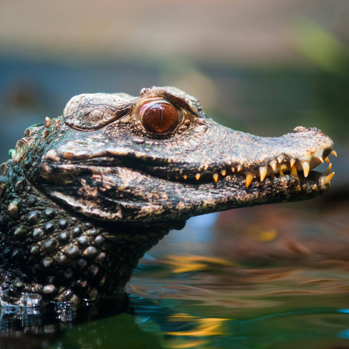 cuviers-dwarf-caiman-ogimage.jpg