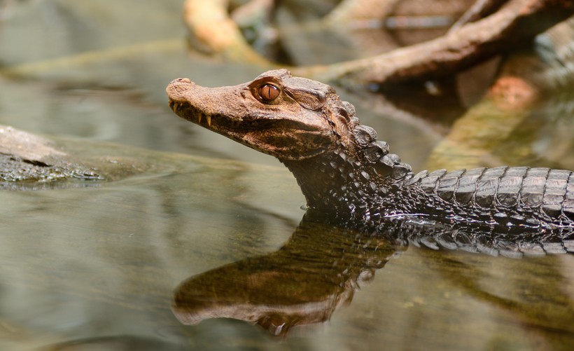 Cuvier's dwarf caiman in the rainforest of eastern ecuador