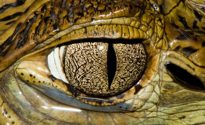 Cuvier's Dwarf Caiman with a rare golden pupil