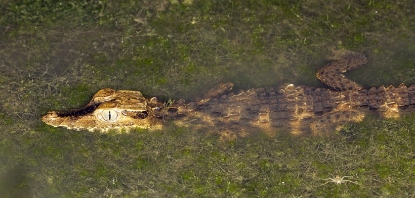 They prefer freshwater rivers, lakes and ponds in the tropical rainforest Cuvier's dwarf caiman in a freshwater river
