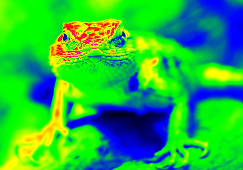 Infra red photograph of the desert spiny lizard