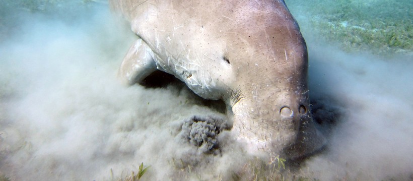  Dugongs have great cultural significance in countries like New Zealand, Japan, Thailand, Papua New Guinea and India