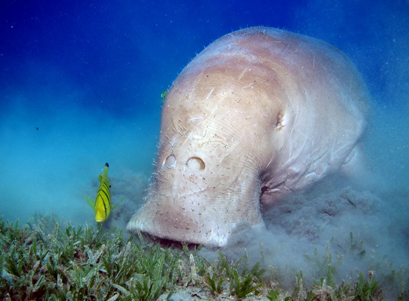 Dugong eating seagrass, Abu Dabbab Dugongs are found at warm, shallow protected bays