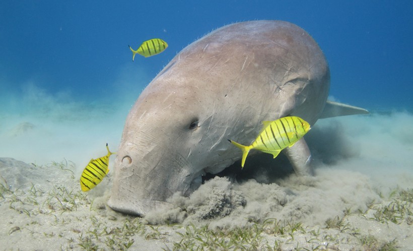 Dugong feeding on seagrass with juvenile pilot jacks The digging of the dugong results in a feast for pilot jacks