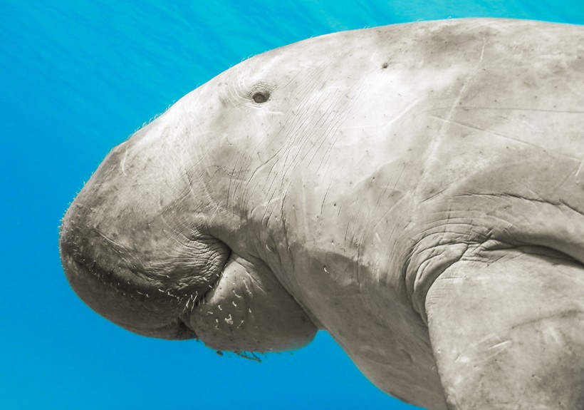 The age is determined by counting the growth layers on the tusks. Dugongs live long lives, reaching 70 years or more.