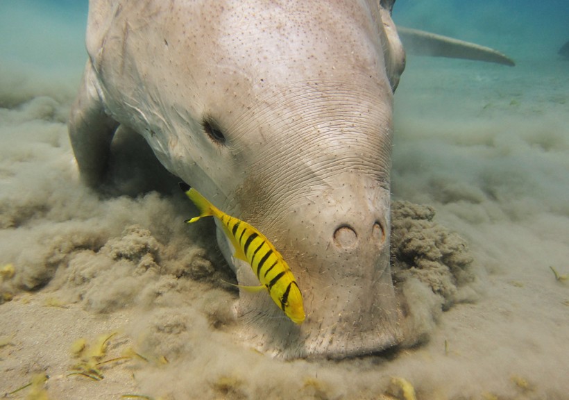 When dugongs are searching for food, they move on their pectoral fins.