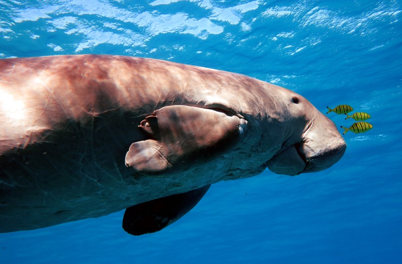 Dugongs have trunk-like snouts, while manatees have shorter snouts.