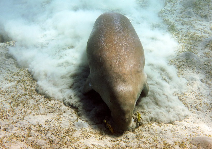 Dugongs prefer seagrasses that are easy digestible, contain relatively few fibers and has high nitrogen levels.
