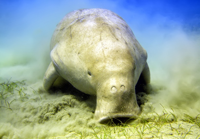 Dugongs feed exclusively on sea grasses, and are completely herbivorous like cows.