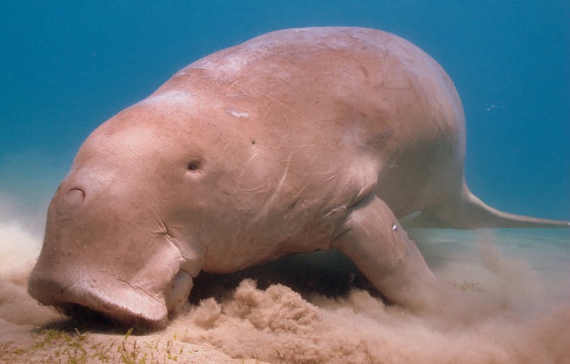 Dugongs are believed to have inspired the ancient tales of mermaids and sirens. Dugong grazing at shallow lagoon, Marsa Alam (Red Sea, Egypt)