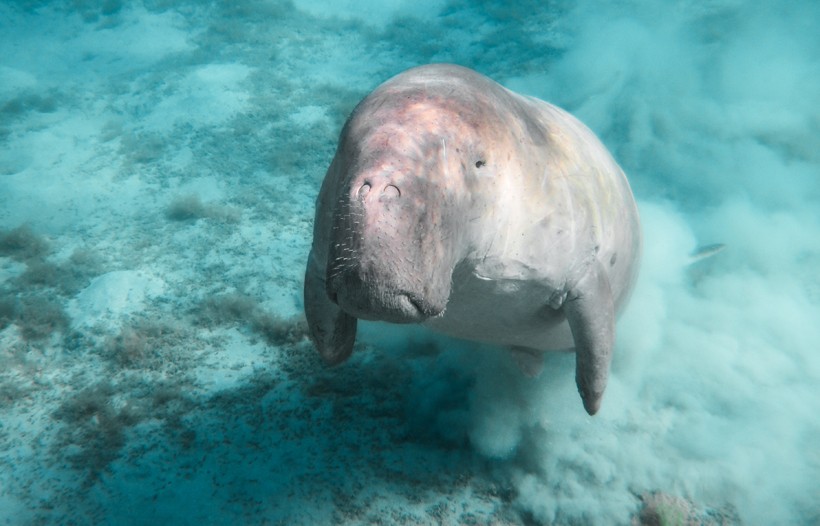 Dugongs can remain in the water for around 6 minutes.
