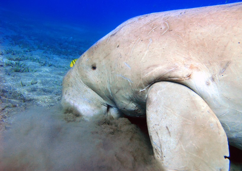 The dugong population has considerably declined, making them a species that is vulnerable to extinction.