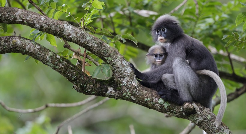 This child is older than 6 months; the fur isn't orange anymore Adult dusky leaf monkey with child in a tree