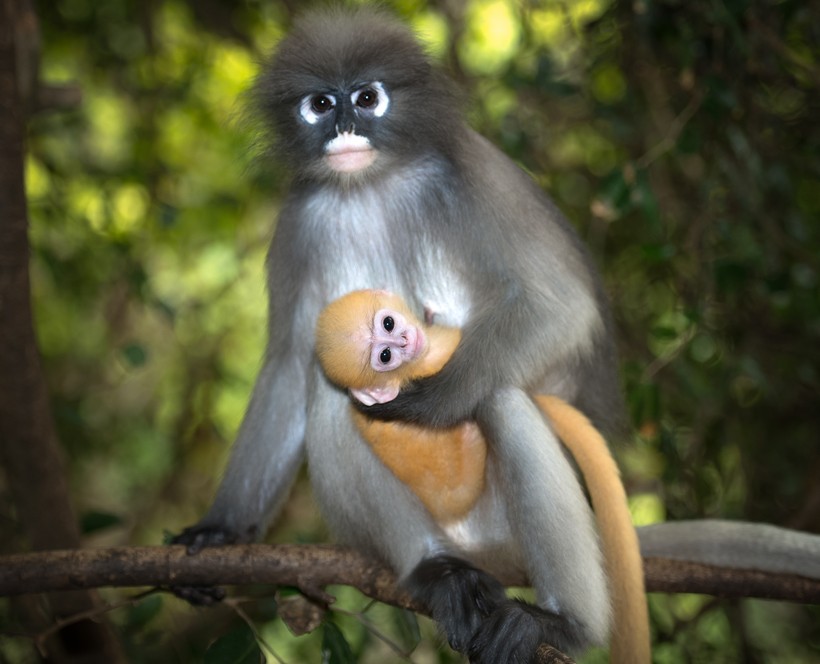 Within 6 months the color of the fur changes from orange to grey/brownish. Adult with orange newborn