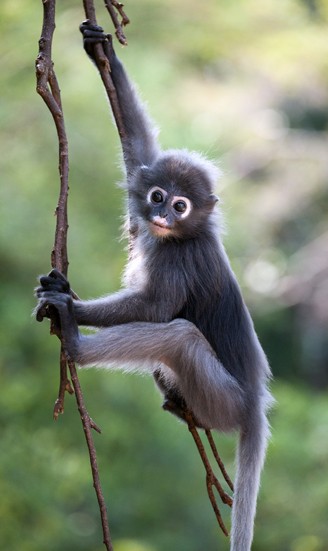 Dusky Leaf Monkey climbing