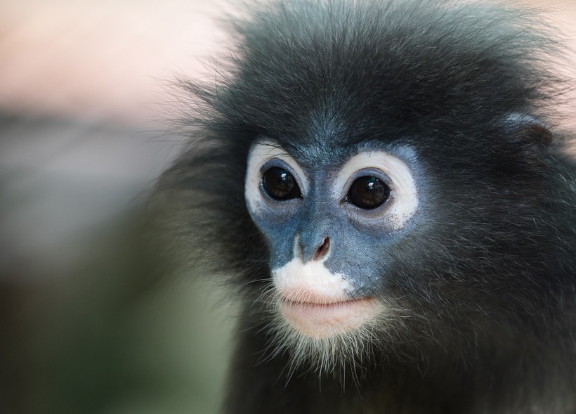 Another characteristic feature includes its buffy crown and creamy patch over the mouth. Closeup head dusky leaf monkey