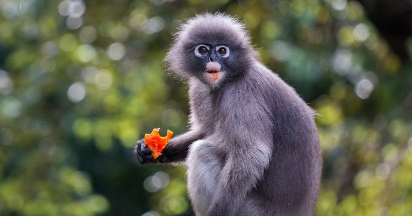 In captivity, the monkeys are maintained on vegetables like sweet potato, cabbage, lettuce, carrots, green beans, along with various soft fruits. Spectacled langur eating a soft fruit