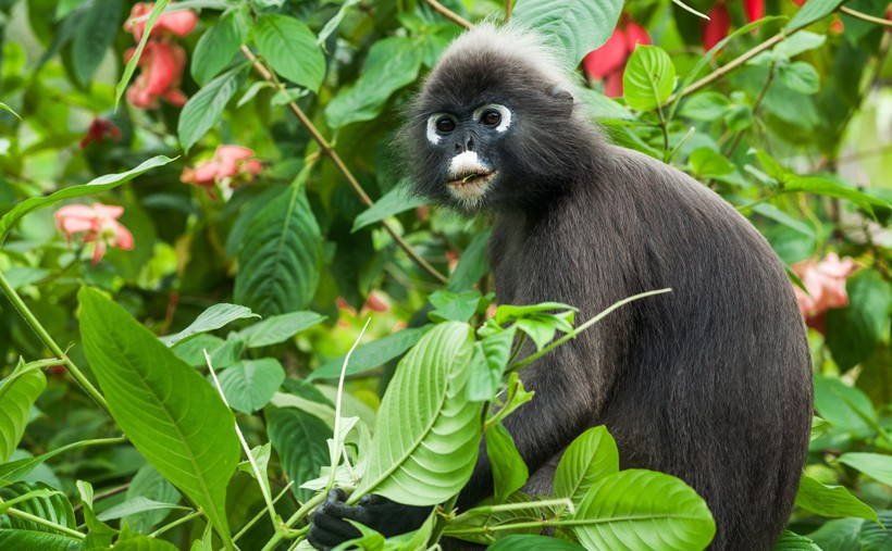 Dusky leaf monkey eating leaves