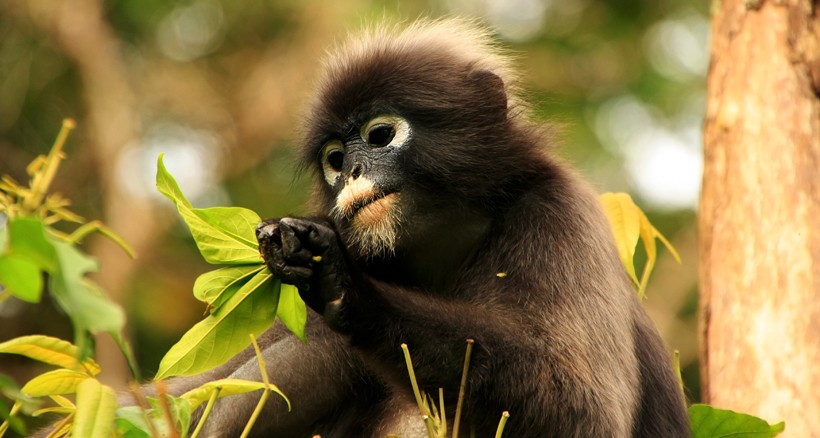 Dusky leaf monkey eating leaves in a tree