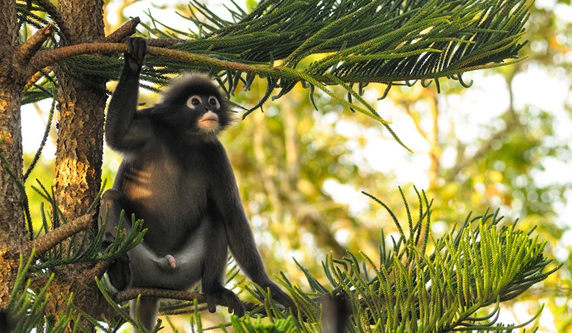 They are found in the areas of Thailand, Malaysia and Southern Burma Dusky leaf monkey in conifer looking