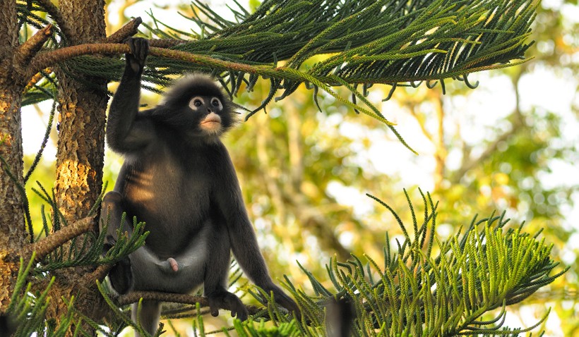 Dusky leaf monkey in conifer looking