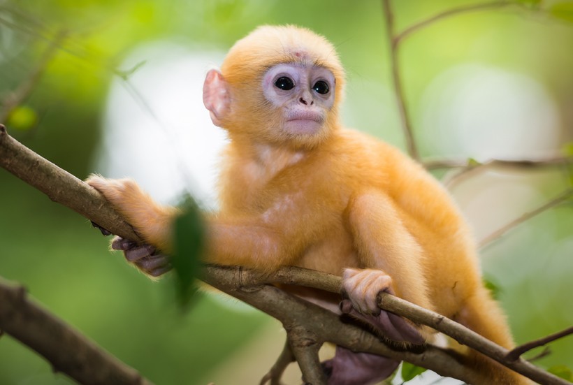 Orange newborn dusky leaf monkey on branch Orange newborn dusky leaf monkey on branch