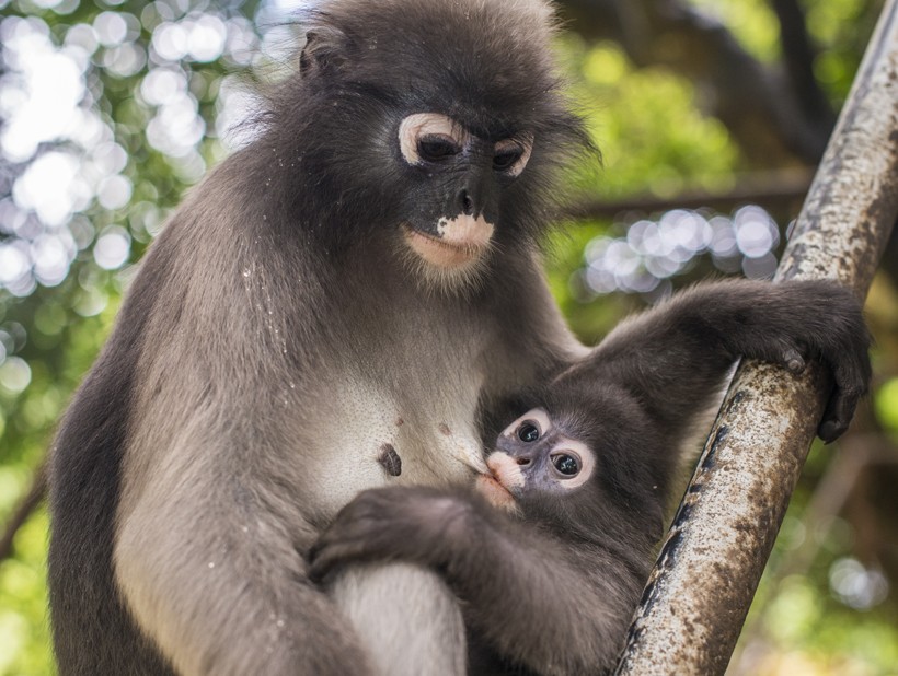 Mother dusky leaf monkey weans child