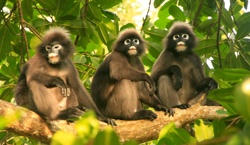 3 Dusky leaf monkeys sitting on a tree