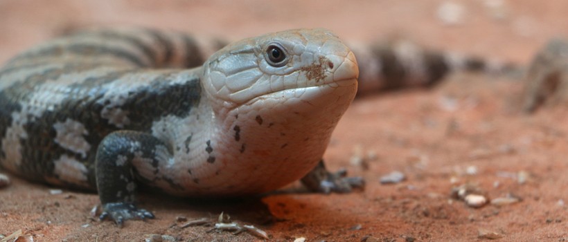 Eastern blue-tongued skink