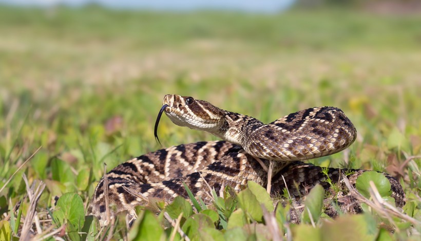 Eastern diamondback sitting in grassfield