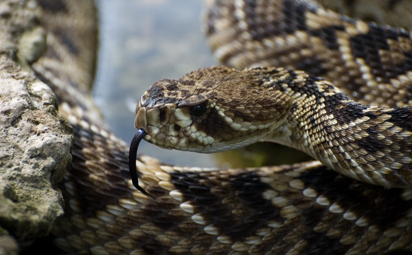 Head Eastern Diamondback 