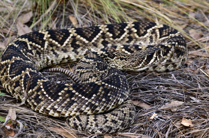 The snake can hide itself well in its habitat through the pattern