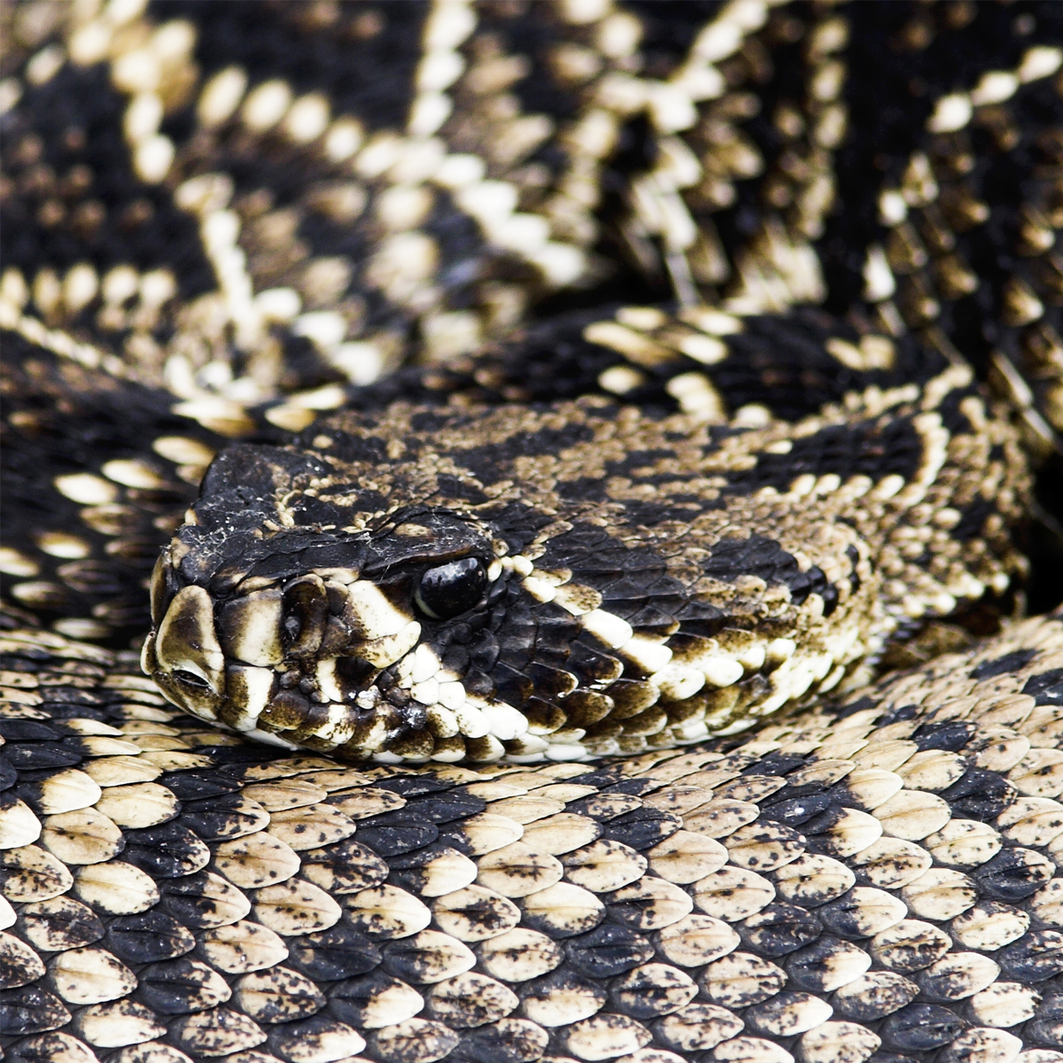 baby eastern diamondback rattlesnake