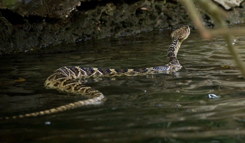 Diamondback swimming in water