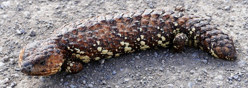 T. r. aspera Eastern Shingleback