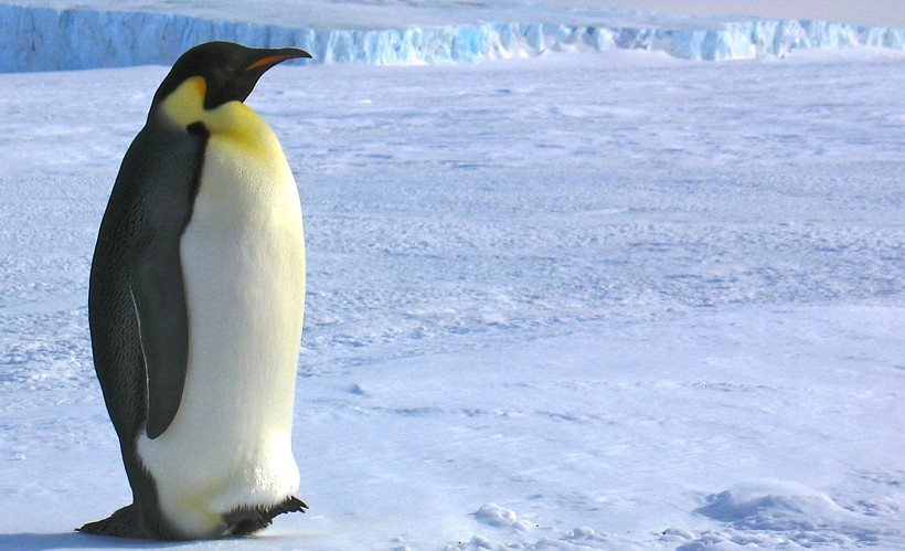 Characteristically, the Emperor Penguins have small and stiff wings that render them flightless but help them swim and dive swiftly through the water. Emperor Penguin adult