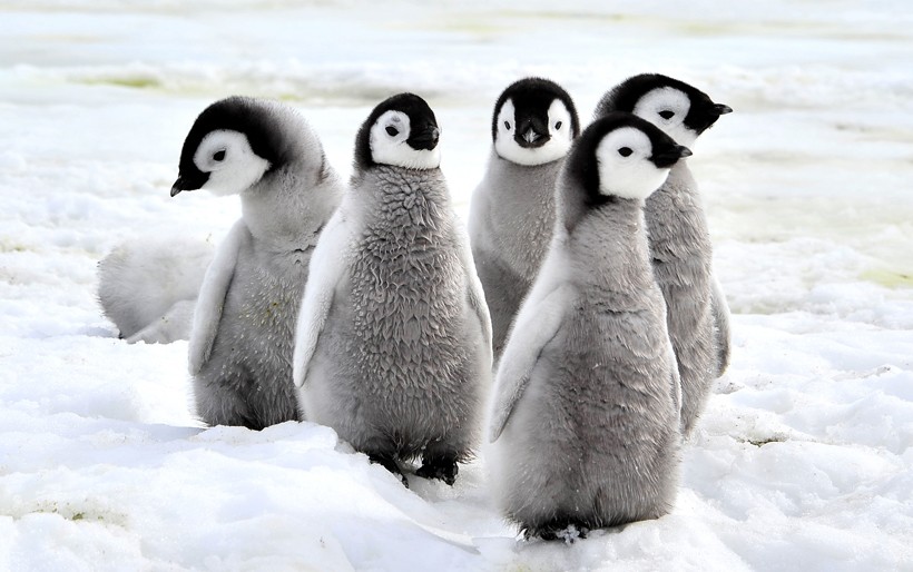 Emperor Penguin chicks on the snow, Antarctica