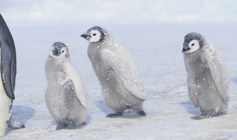 Young Emperor Penguins covered in snow