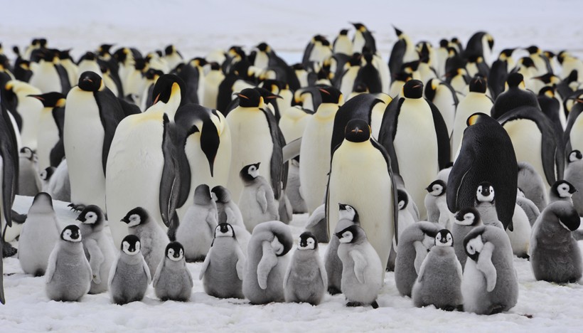 Emperor Penguin colony