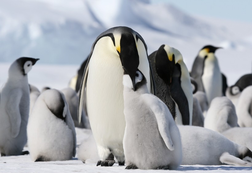 Emperor Penguin feeding chick with fishy paste