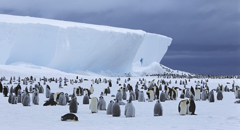 Emperor Penguin colony at iceberg