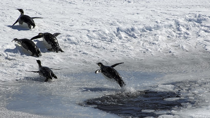 Emperor Penguin jumping out of an ice hole