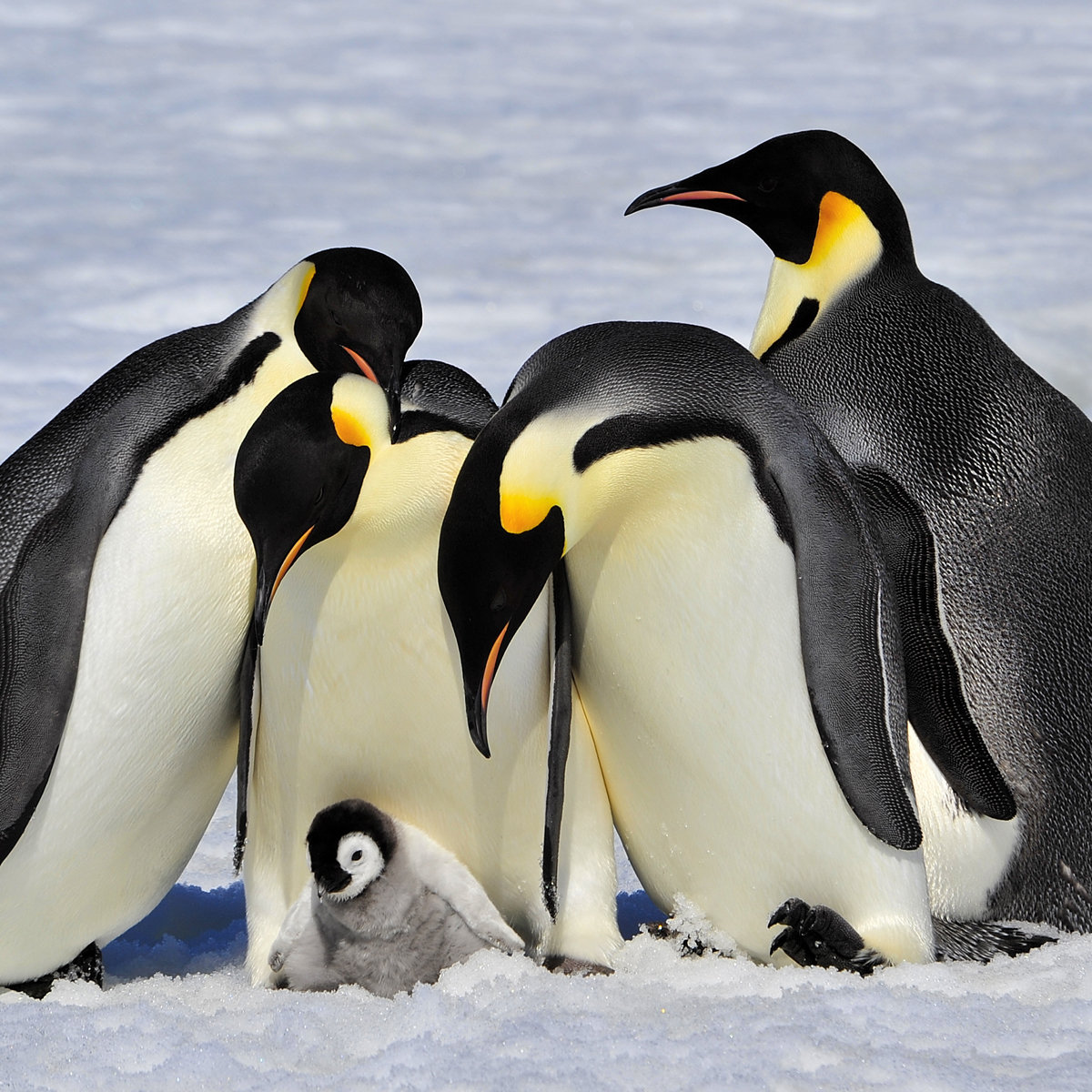 Emperor Penguin Aptenodytes Forsteri About Animals