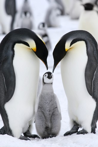 Emperor Penguin, parents with chick