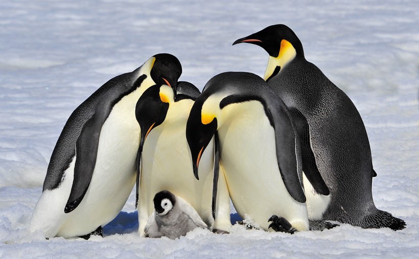 Emperor Penguin adults with chick