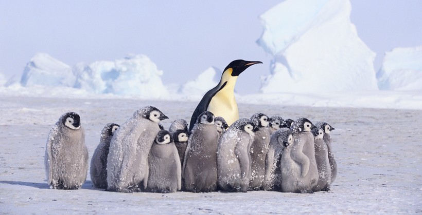 Young Emperor Penguins clustered around adult