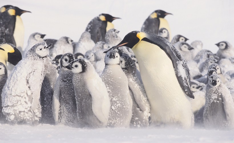 Emperor Penguin chicks in a blizzard